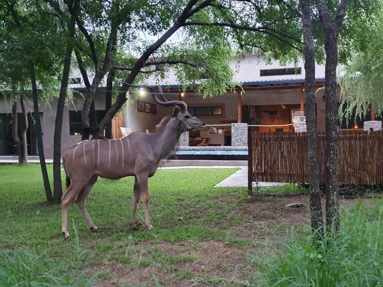Dream Of Africa Bush Lodge 말로스 파크 외부 사진