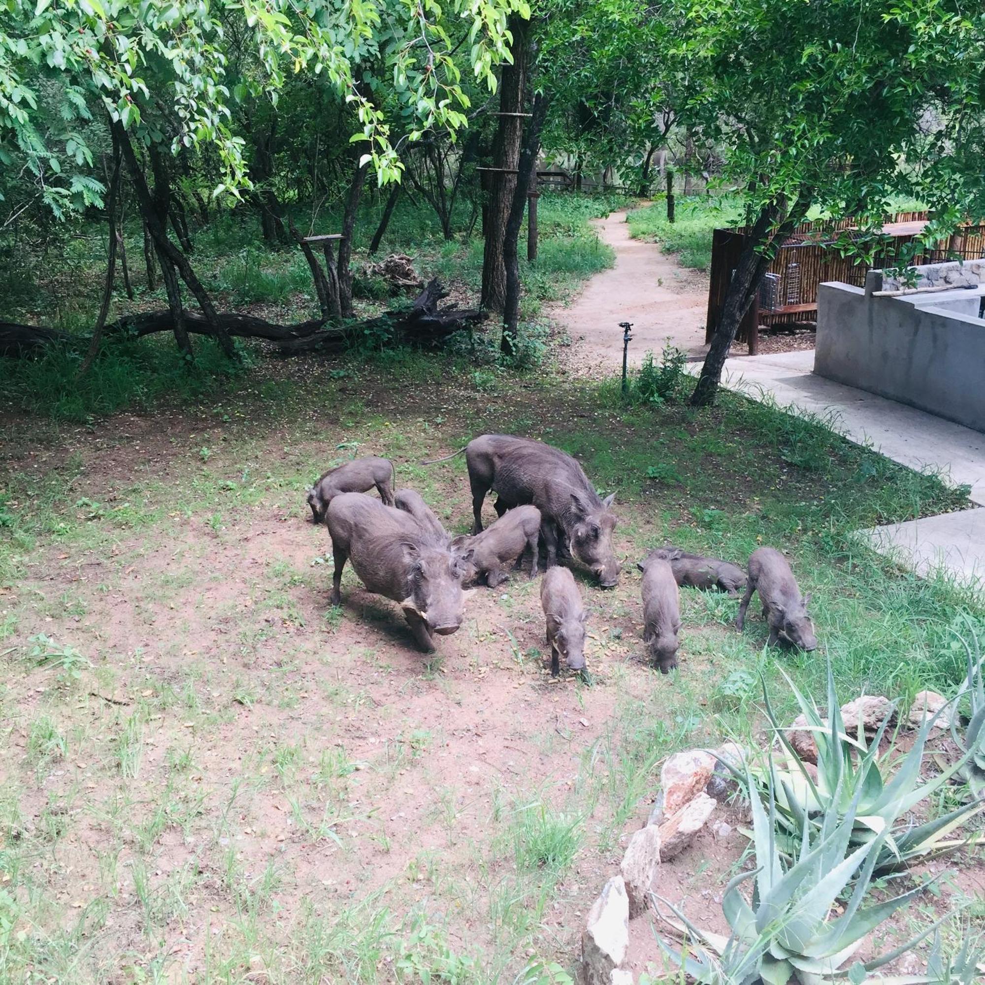 Dream Of Africa Bush Lodge 말로스 파크 외부 사진